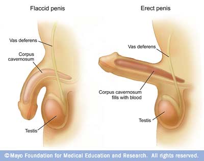 Illustration of erect penis