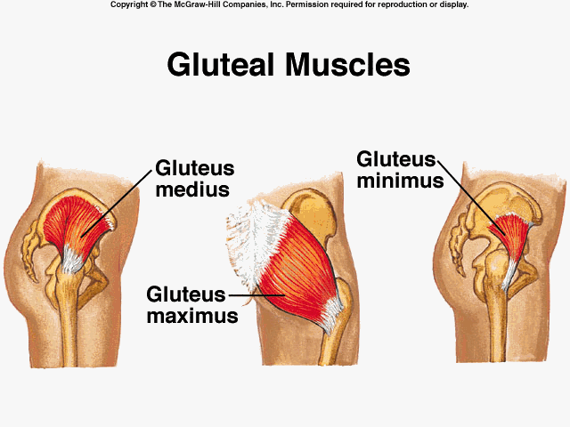 gluteus-mm.gif